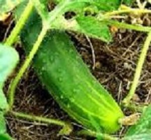Seed to Table - Cucumbers and Pollinators