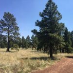 McMillan Mesa Family Guided Hike