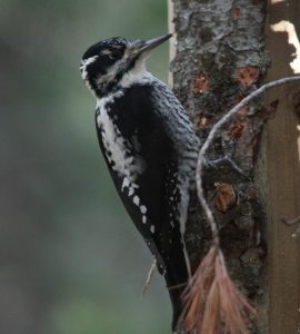 The American Three-toed Woodpecker: An Online Lecture