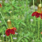 Feeding Your Feathered Friends with Native Plants