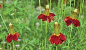 Feeding Your Feathered Friends with Native Plants