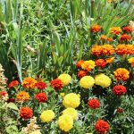 Pollinators, Pests & Plants: Garden Workshop