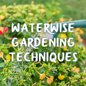 Water-Wise Gardening Techniques