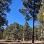 Learn to Disc Golf