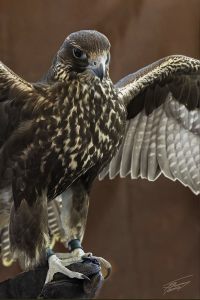 Meet a Saker Falcon, by Dr. Michele Losee