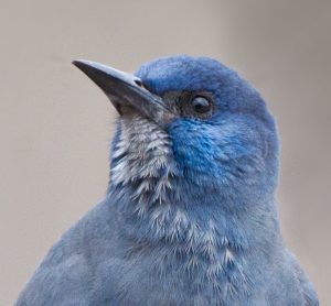 Saving the Blue Crow; How Community Science helps the Pinyon Jay, by Cathy Wise