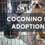 Coconino Humane Association Monthly Adoption Event