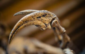 Brady Building Open House – Paleontology Artifacts