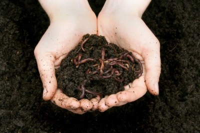Vermicomposting: The How and Why